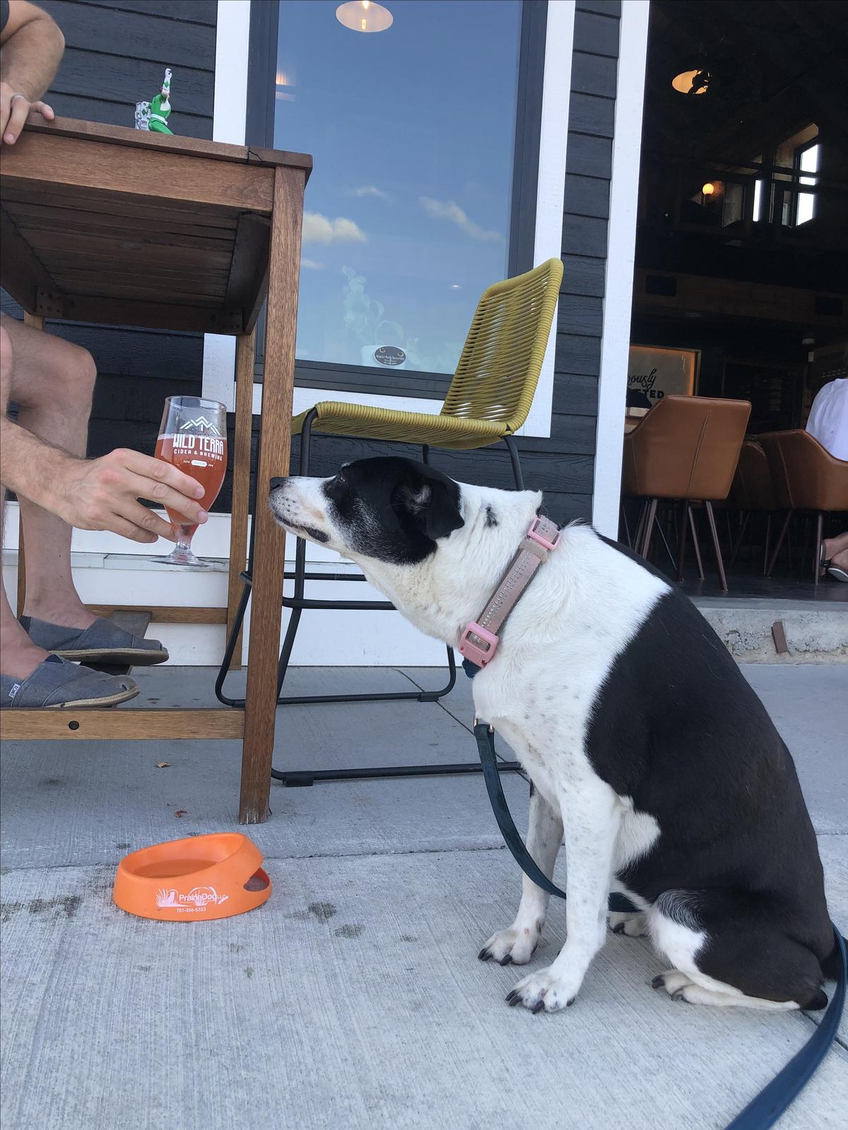 Wild Terra Cider and Brewing restaurant view 1