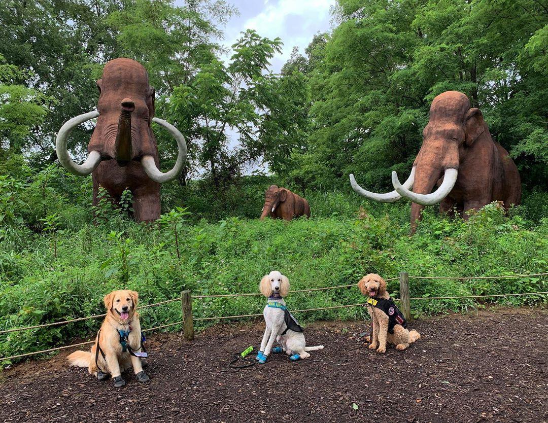 Paws in the Air! 8 Pet-Friendly Amusement Parks Around the ...