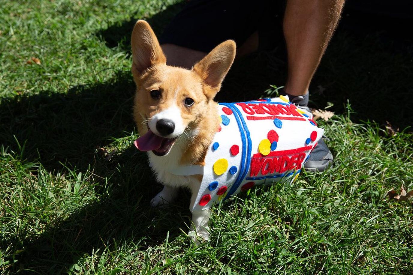 Dog Day Festival in Nashville at Centennial Park Come to Nashville for the 30th Annual Dog Day Festival, the city’s longest-running dog festival.