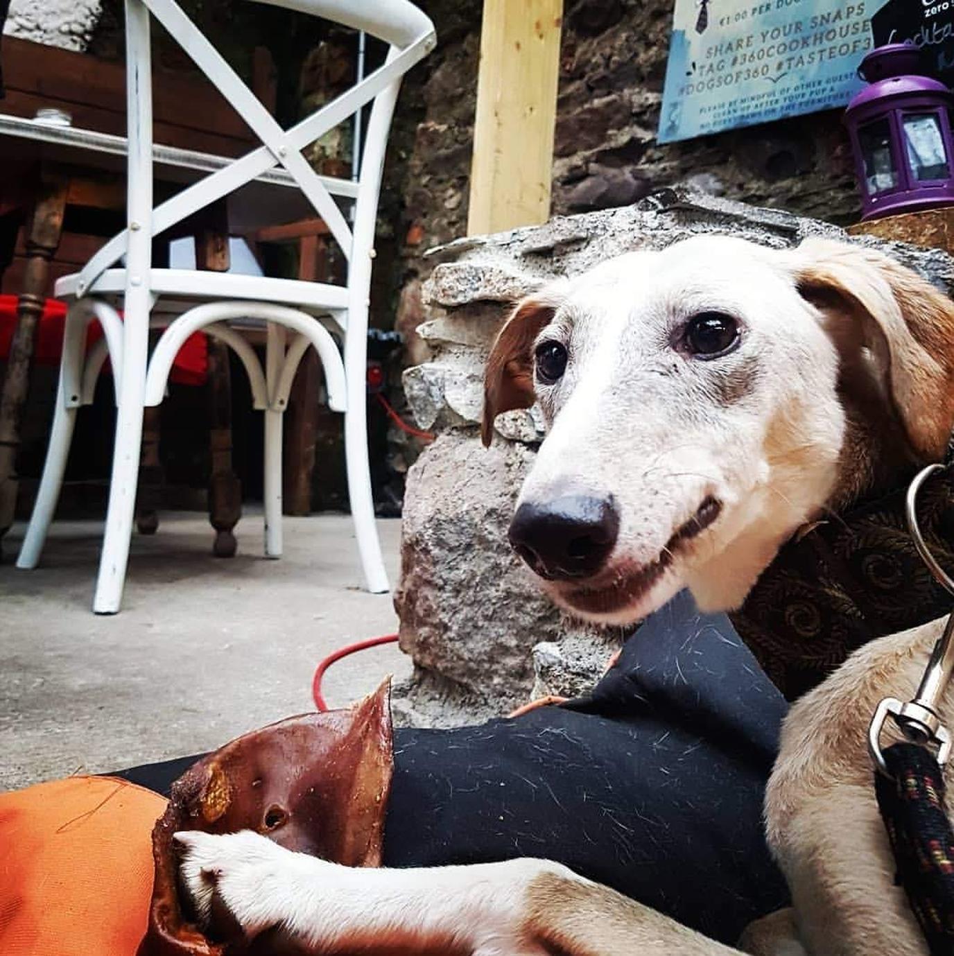 360 Cookhouse was named pet friendly destination of the year in Ireland. 360 Cookhouse's dog menu includes tasty treats like pig ears.