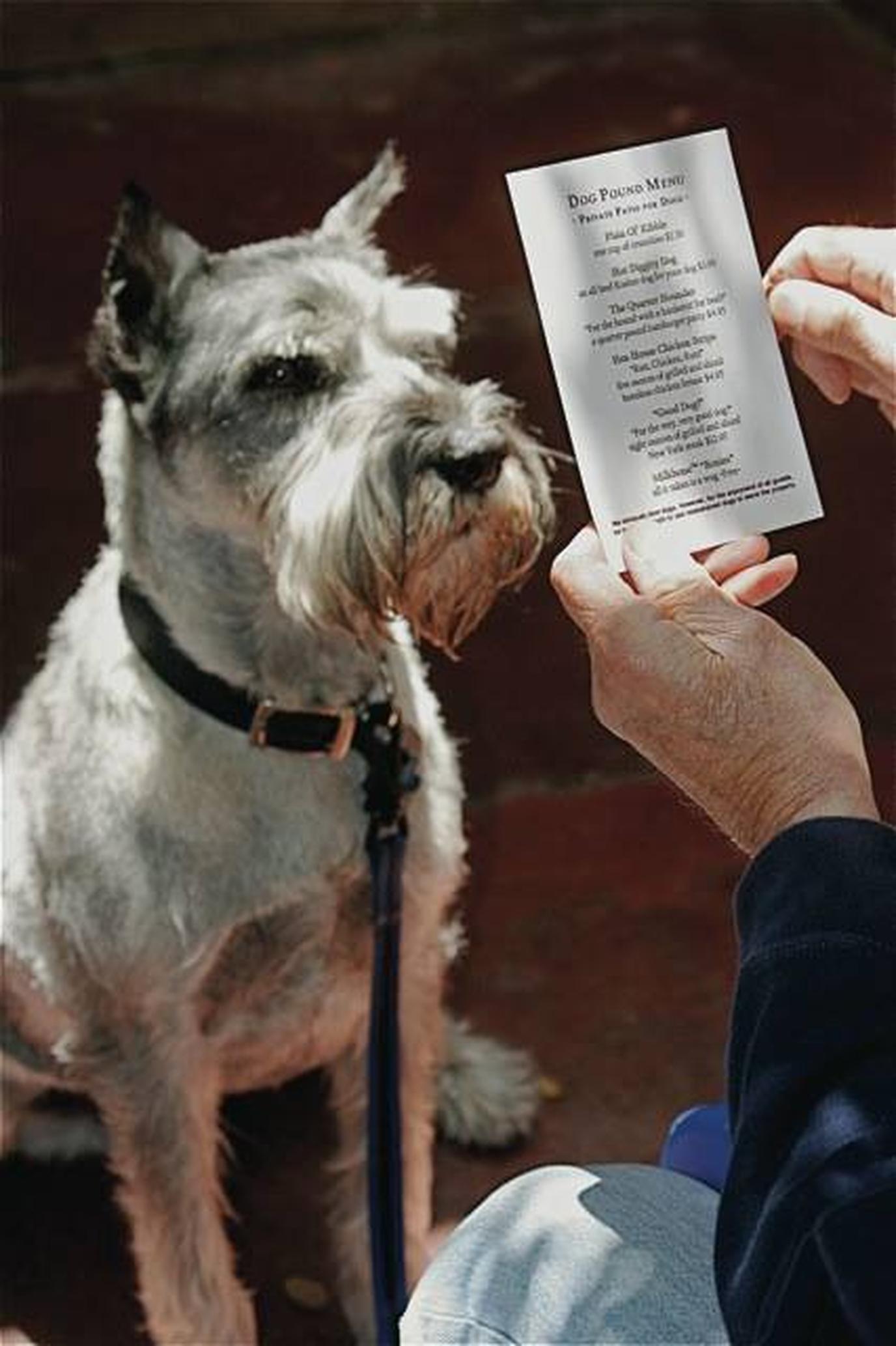 The Forge in the Forest is one of the most dog-friendly restaurants in the country. The Forge in the Forest is known for its pet friendliness and excellent dog menus!