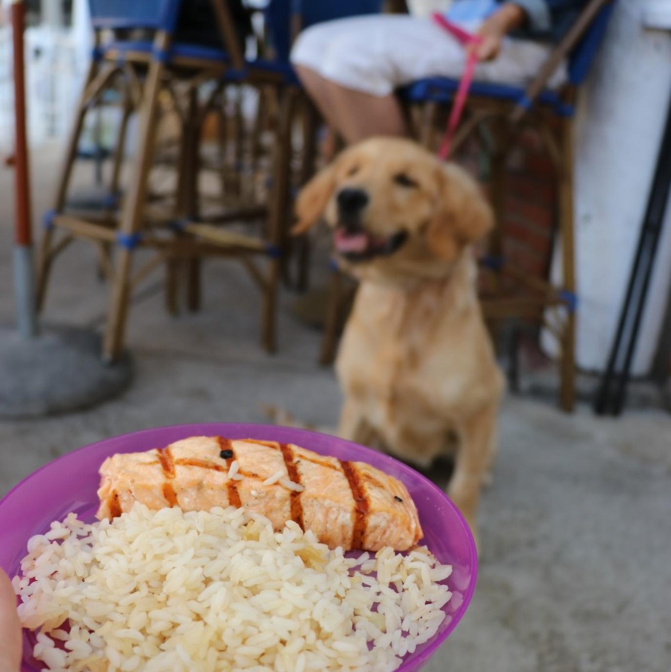 The Cliff is a popular pet-friendly restaurant in Laguna Beach. The Cliff's dog menu includes a section just for dog treats!