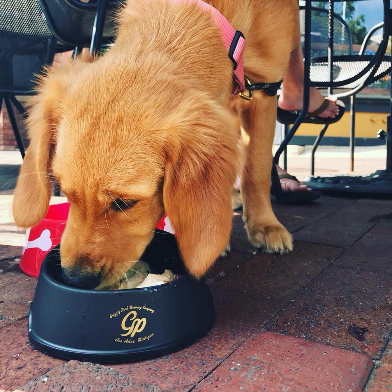 Grizzly Peak is a dog-friendly restaurant in Ann Arbor. Grizzly Peak had a dog menu that helps shelter dogs.