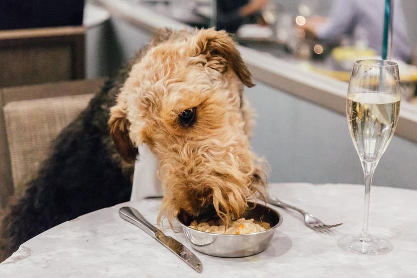 M Victoria Street is an award-winning dog-friendly restaurant in London. M Victoria Street is an award-winning restaurant with seasonal gourmet dog menus.
