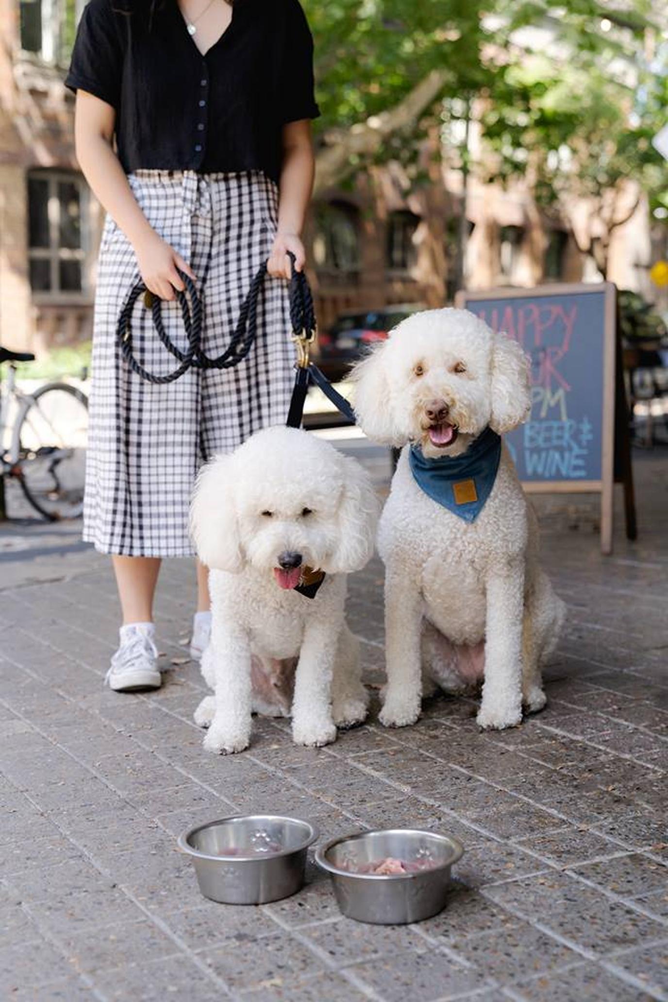The Carrington is a dog-friendly restaurant in Sydney. The Carrington's dog menu includes beef tartare, a pup fave.