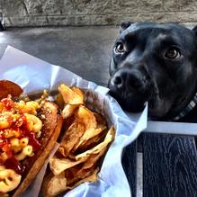 Rocket Dog Gourmet Brats & Brew restaurant view 2