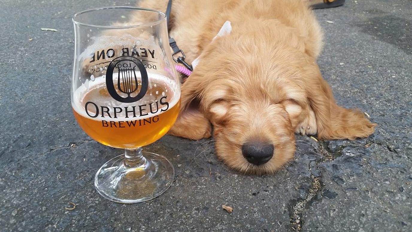 National Dog Day Happy Hour at Orpheus Brewing in Atlanta. Orpheus Brewing is hosting a National Dog Day Happy Hour to benefit the Atlanta Humane Society.