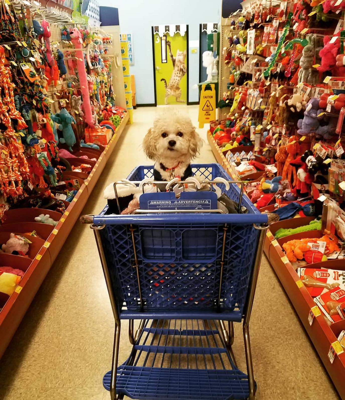 Getting gifts for National Dog Day. Purchase some swag for your pup to celebrate National Dog Day.