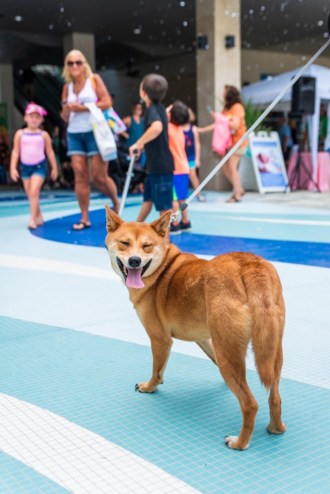 National Dog Day at the shops at Sundial St. Pete. Sip, sniff and shop ‘til you drop at Sundial St. Pete.