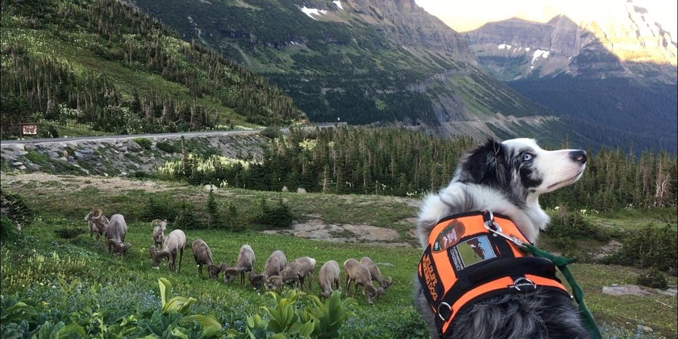 Take your dog on an outdoor adventure for National Dog Day National Parks are a great option for exploring the outdoors with your dog.