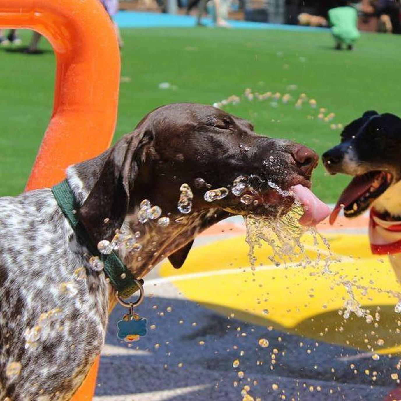Beaus Dream Dog Park, a favorite off-leash park. Visit the dog park to celebrate National Dog Day.