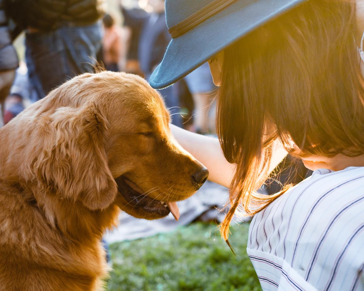 10 Ways To Spoil Your Dog On National Dog Day Bringfido