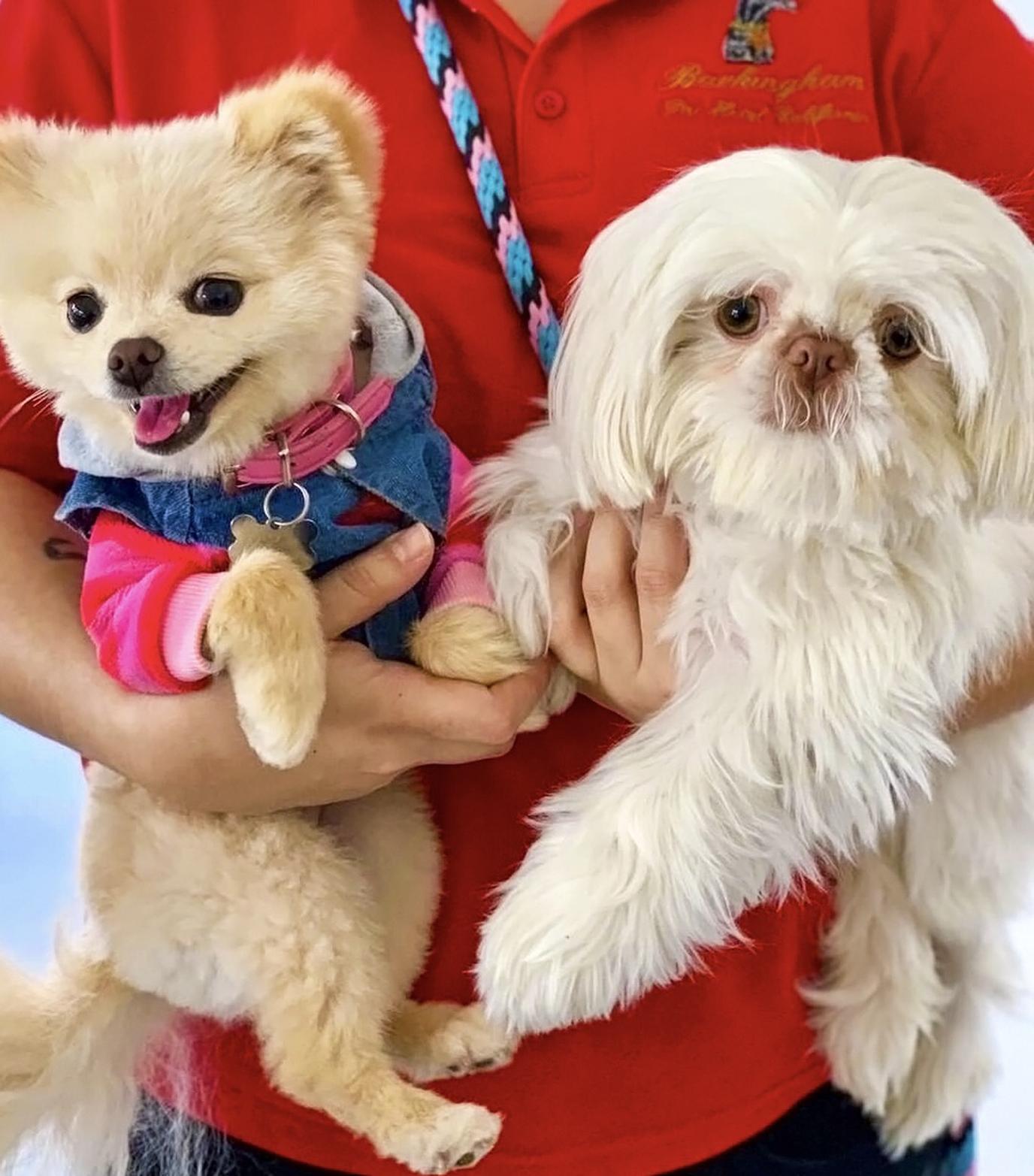 Pet-friendly spa. Pamper your pooch at the spa for National Dog Day.