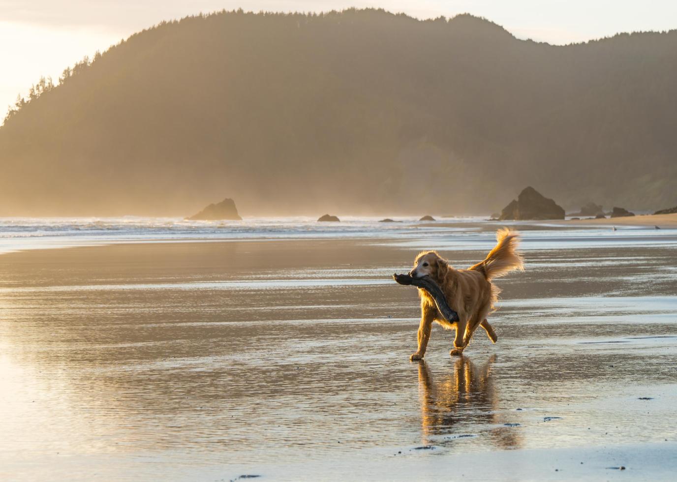 Take a Trip to the Beach Take your dog to the beach for National Dog Day.