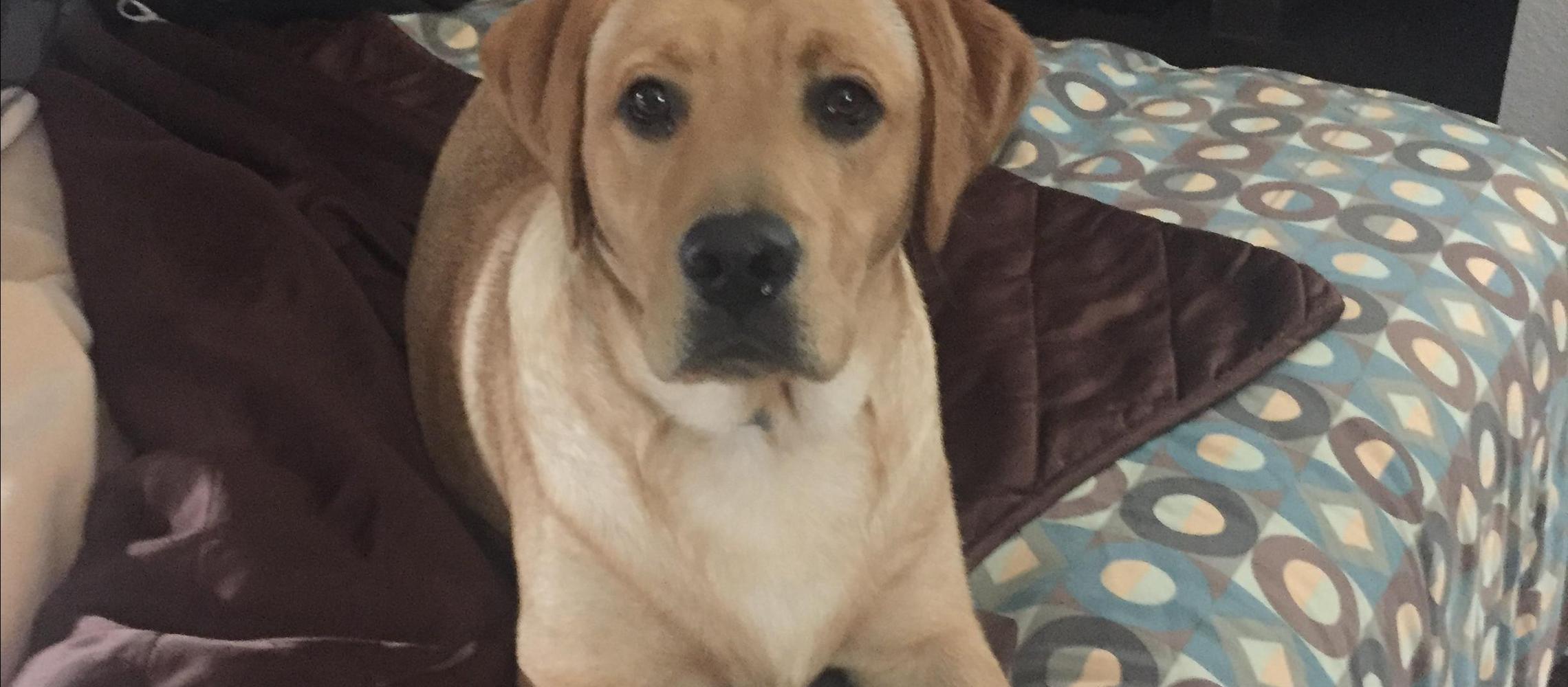 Dog Friendly Walnut, IA