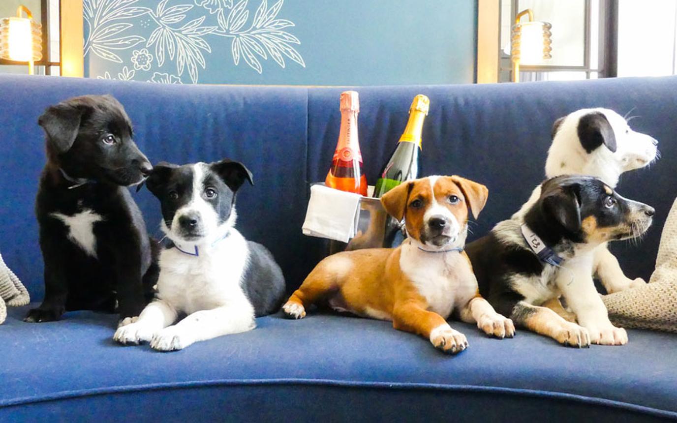 Puppies and Prosecco at the Kimpton Hotel Monaco Denver. Enjoy puppies and prosecco at the Kimpton Hotel Monaco Denver on National Dog Day.
