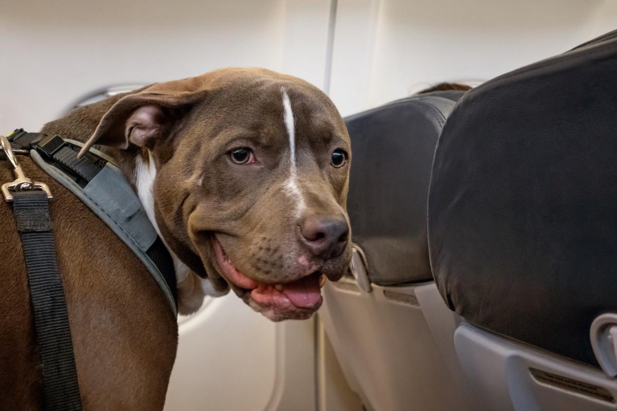 Federal law prohibits airlines from banning specific breeds of support and service dogs.
