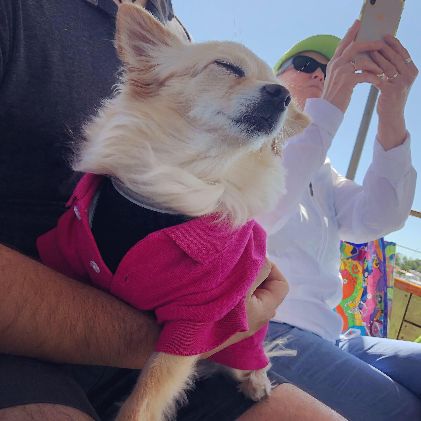 Dog Friendly Newport Ri Bring Fido