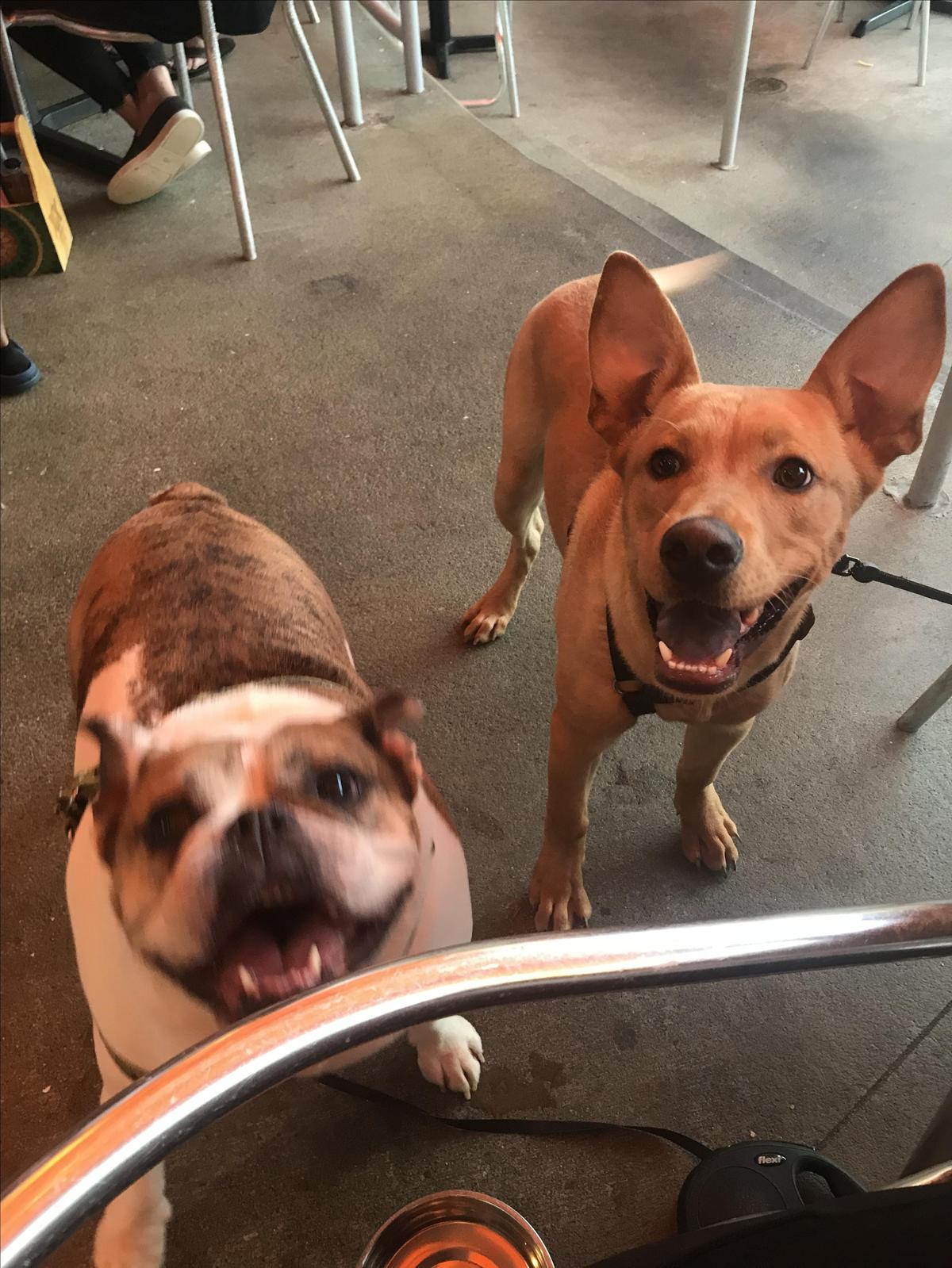 Chuy's dog hot sale
