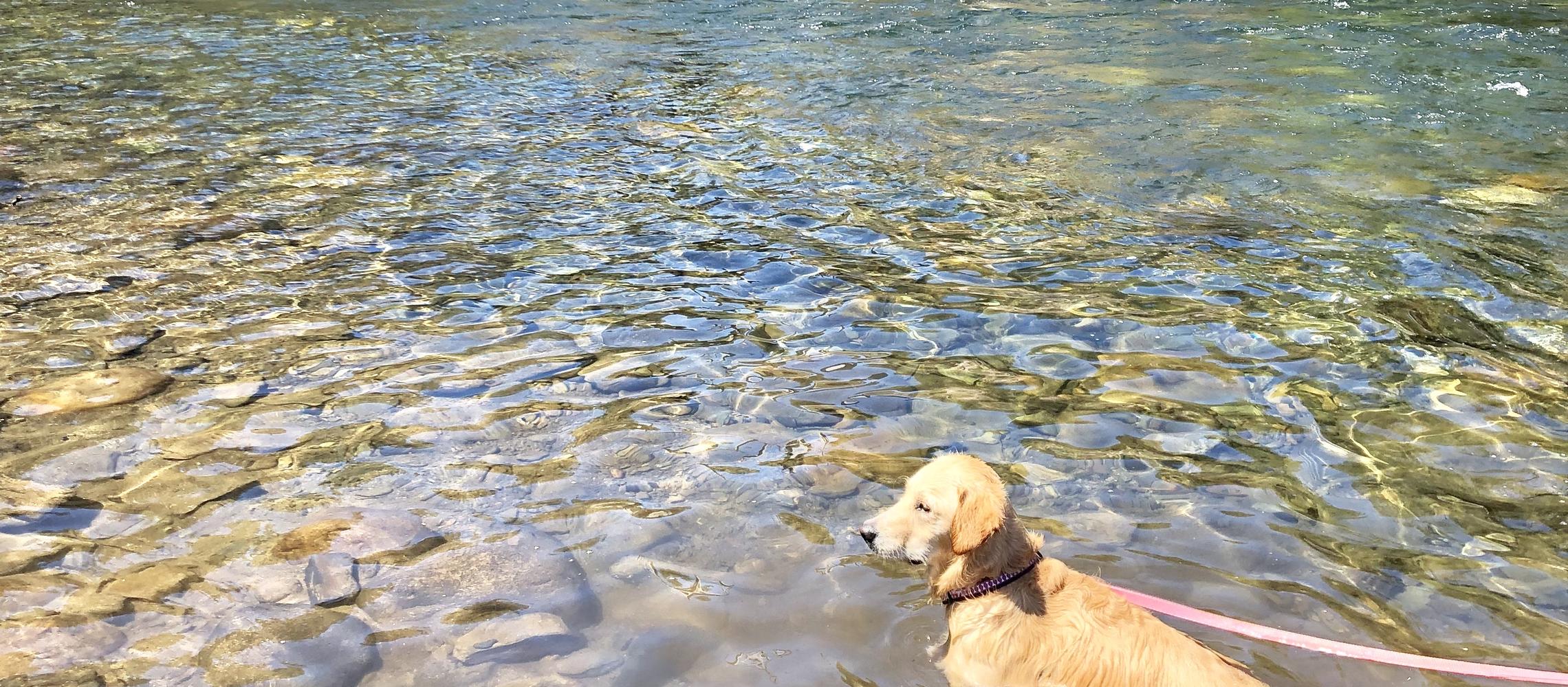Dog Friendly Midpines, CA