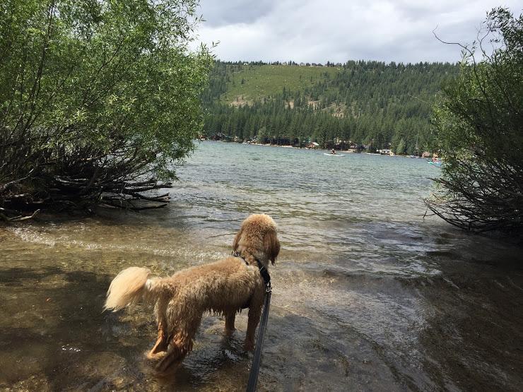 Are Dogs Allowed At Donner Memorial State Park