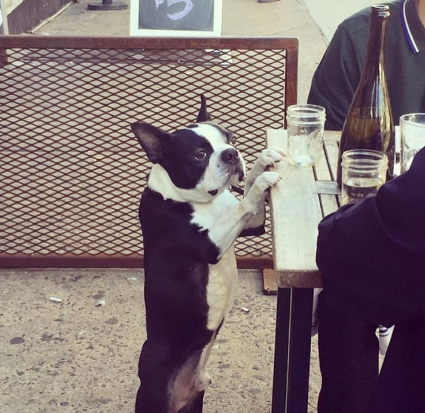 New Dog Menu debuts at NYC restaurant, Boulton and Watt. Dog-friendly gastropub in NYC, Boulton and Watt, rolls out new Dog Menu.