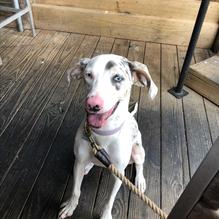 The Chimes restaurant view 4