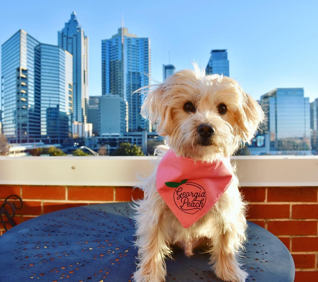 Dog Friendly Atlanta Dog Friendly Atlanta