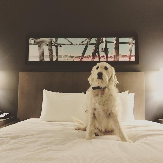 Pet-friendly Hyatt House Atlanta Downtown. Hyatt House Atlanta Downtown is dog friendly.