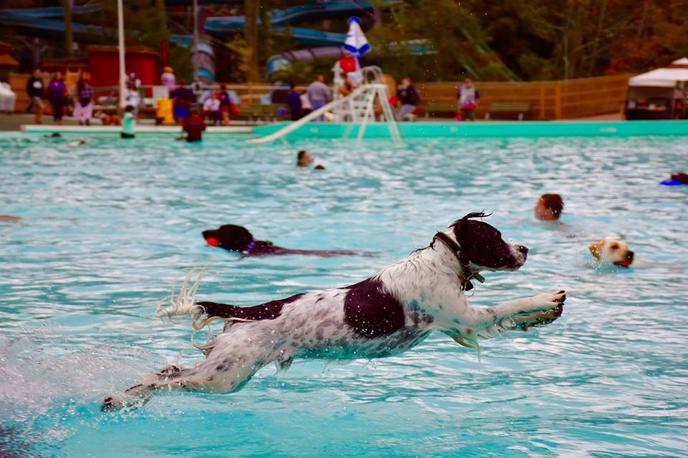 Knoebels Doggie Dive pet-friendly pool party. At Knoebels Doggie Dive, dogs can swim in the pool at the pet-friendly amusement park.