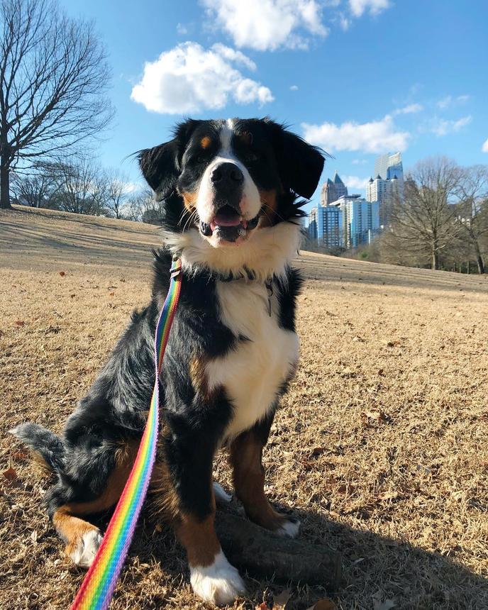 Bring Fido to Piedmont Dog Park in Atlanta. Bring Fido to get some off-leash exercise at Atlanta's Piedmont Dog Park.