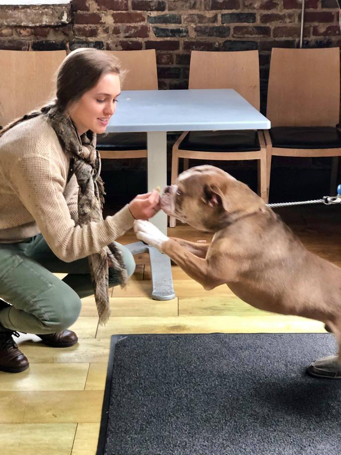 Highland Bakery in Atlanta is pet friendly. Atlanta's Highland Bakery sells fresh-baked dog treats along with coffee and pastries.