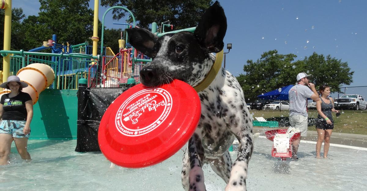 Dog friendly hot sale water park