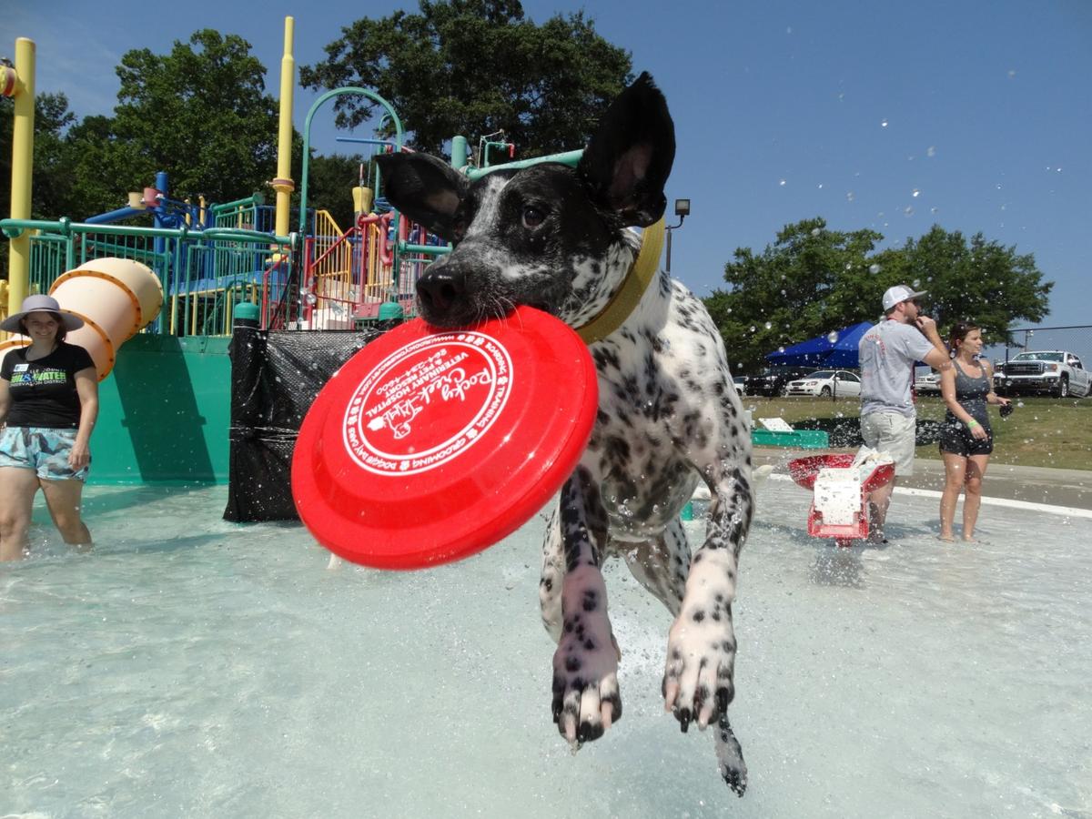 6 Dogs Loving Waterslides are Here with Your Moment of Joy