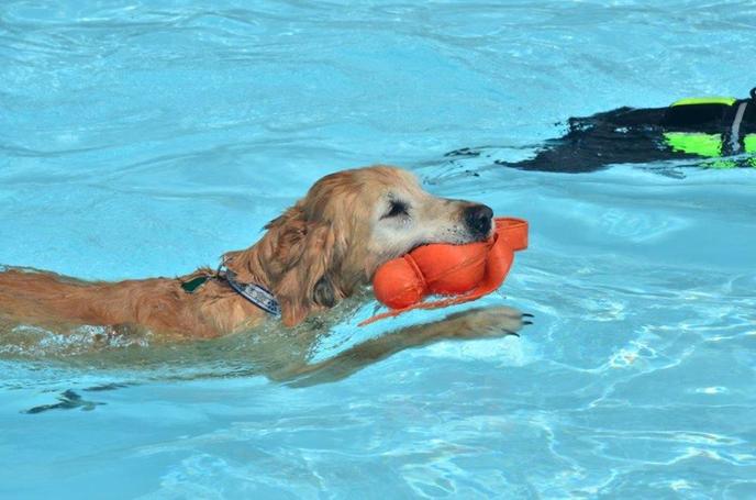 The Dogapoolooza event in Lava Hot Springs, ID. Dogapoolooza is a pet-friendly pool party in Lava Hot Springs, ID.