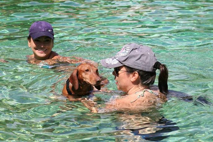 Paws in the Pool at the Venetian Pool in Coral Gables. Small and large dogs can enjoy the Venetian Pool in Coral Gables at Paws in the Pool.