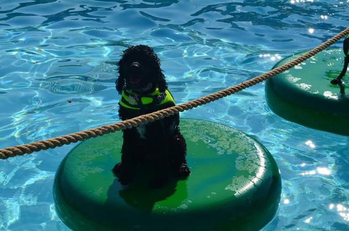 Dogs play in the pool at Dog Splash Day in Bedford, TX. Bedford Splash invites dogs to swim in the pool on Dog Splash Day.