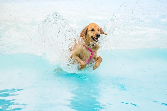 Bark in the Waterpark in Scranton, PA. Dogs are invited to swim, play fetch and play in the pool at Bark in the Waterpark in Scranton, PA.