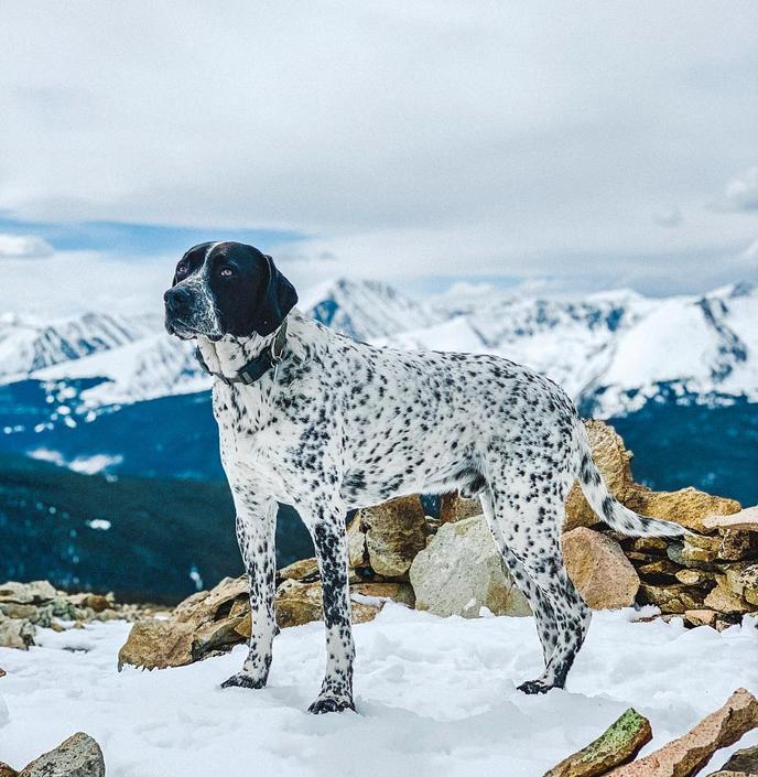 Small town of Breckenridge, CO is dog friendly. Pet-friendly small town of Breckenridge, CO is known for its ski resorts and mountain charm.