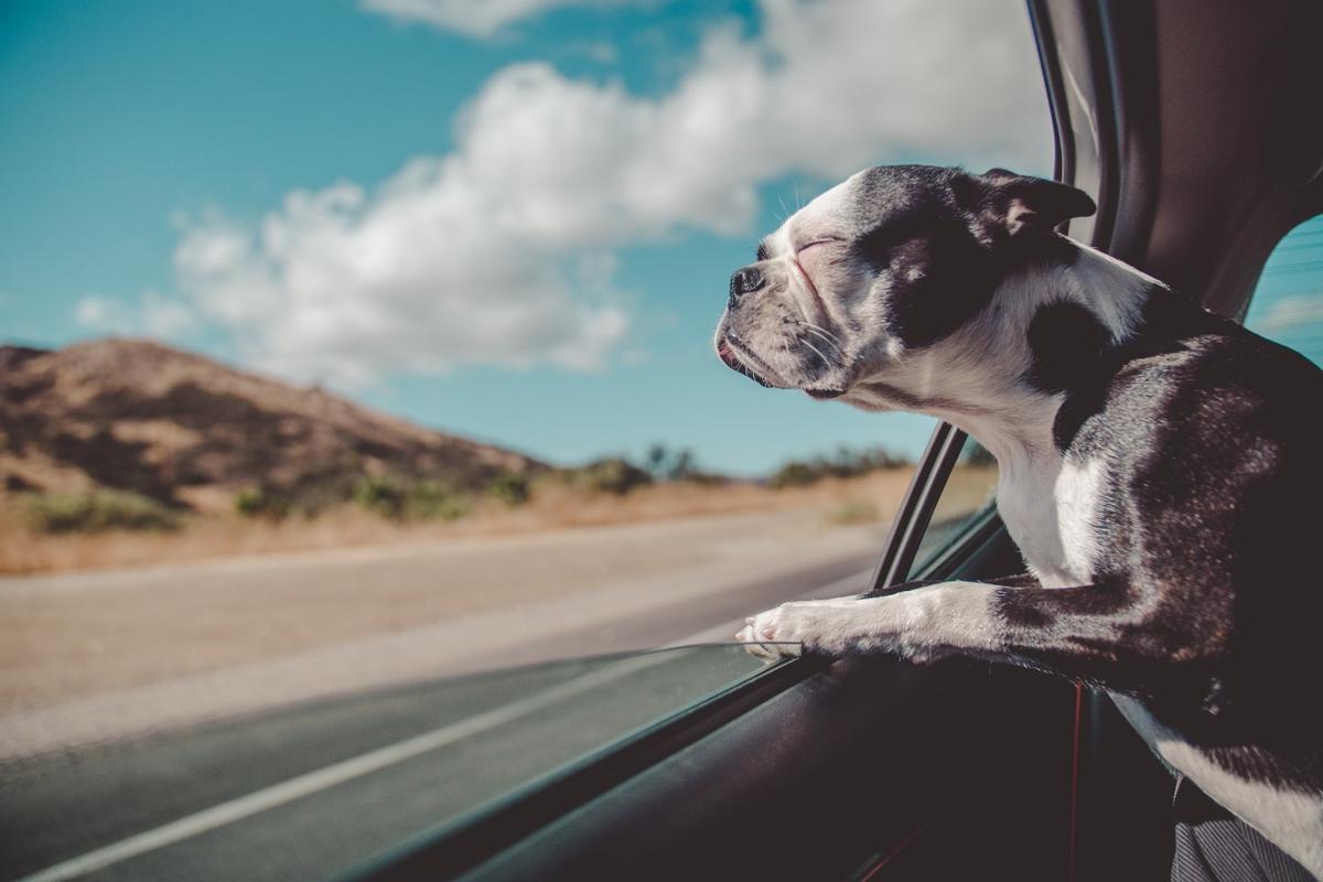 long road trip with dog