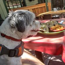 Contessa's Cantina restaurant view 2