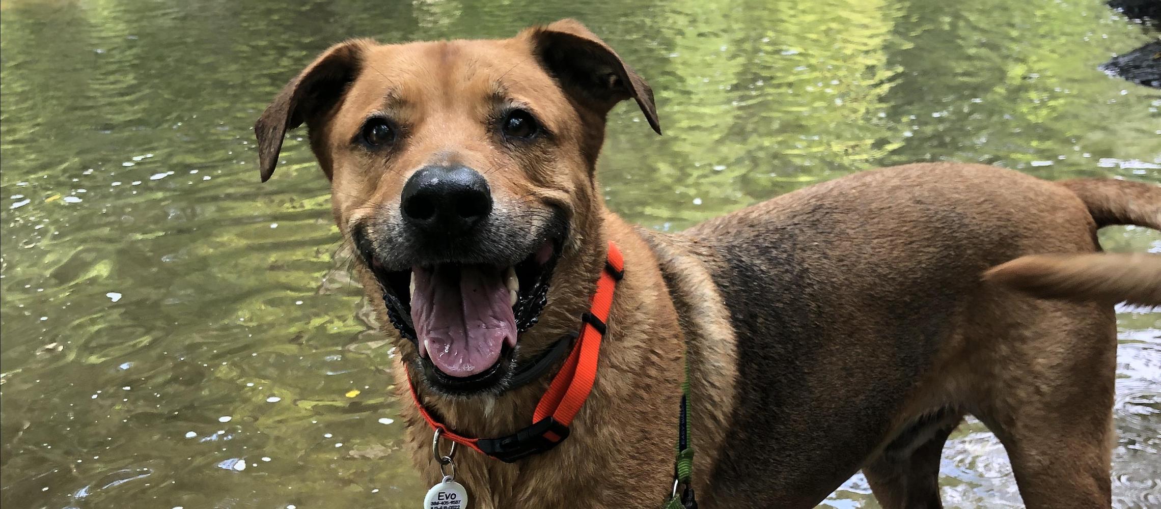 Dog Friendly Wind Gap, PA