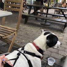 Huckleberry restaurant view 1