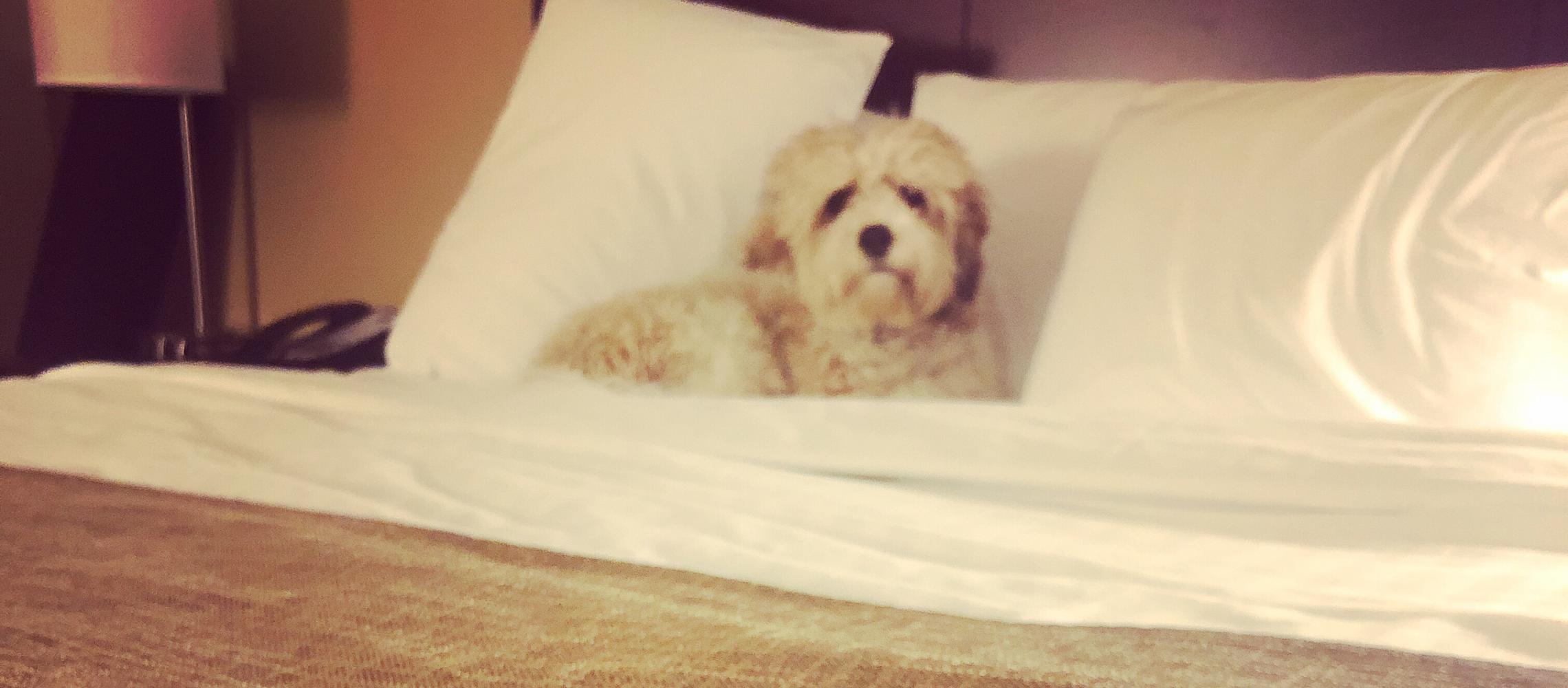 Dog Friendly Chippewa Falls, WI