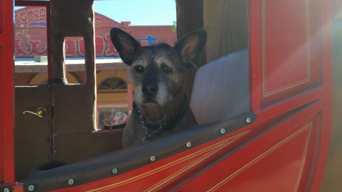 Tour the Wild West with your dog in Tombstone, Arizona. The town of Tombstone, Arizona is a dog-friendly tourist town filled with Wild West attractions.