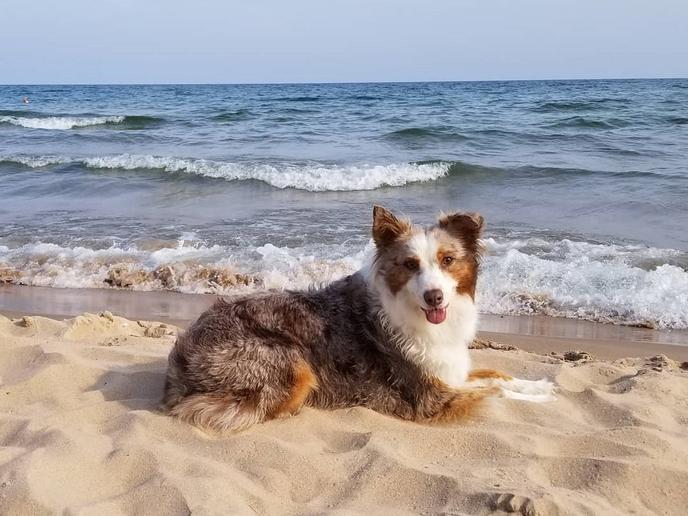 Road trip to Sturgeon Bay in Wisconsin for dog-friendly activities on Lake Michigan. Visit dog-friendly Sturgeon Bay in Door Peninsula for dog-friendly activities at Lake Michigan.