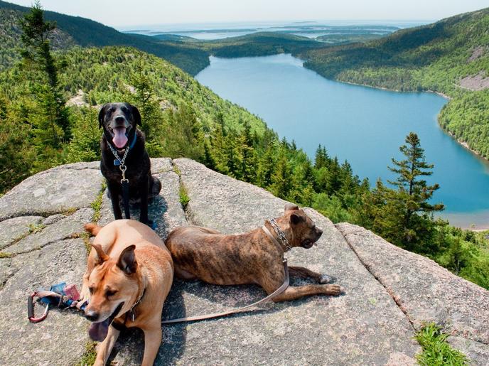 Road-trip to visit the dog-friendly town of Bar Harbor, Maine. Dog-friendly Bar Harbor in Maine is on Mount Desert Island along Maine's Frenchman Bay.