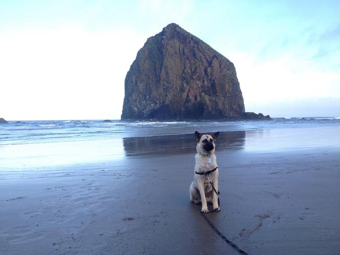 Visit the small town of Cannon Beach in Oregon with your pet. Dog-friendly small town Cannon Beach in Oregon has stunning coastline and wildlife.