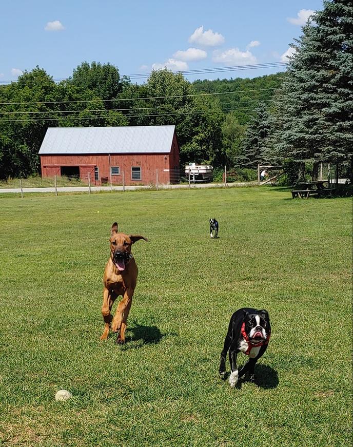 Brooklyn's Bungalow at the Paw House Inn & Cottages. Brooklyn's Bungalow was designed to be the perfect vacation rental for dogs.