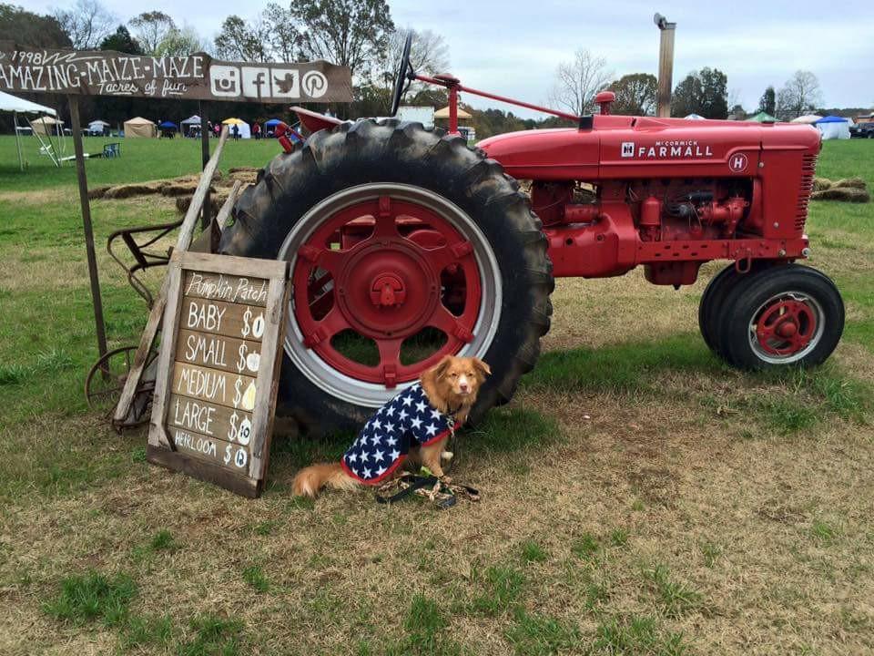 Farmer gifts Ideas : EASILY DISTRACTED BY TRACTORS' Dog